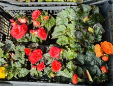 5 X 4 PACK NONSTOP BEGONIAS.