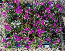 2 X 12 X 11CM ARMERIA.
