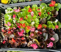 5 X 6 PACK BEDDING BEGONIAS.