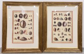 2 X FRAMED AND MOUNTED PRINTS DEPICTING SEA SHELLS, 61 X 47CM INCLUDING FRAME.