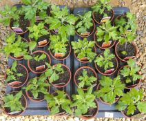 2 X 12 X 11CM CHRYSANTHEMUM CUTTINGS.