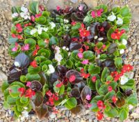 6 X 6 BEDDING BEGONIA.