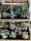 2 X 7 MIXED FUCHSIAS.