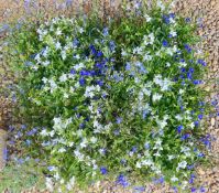 2 X 15 X 9CM LOBELIA LAGUNA.