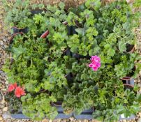 2 X 12 X 11CM TRAILING GERANIUM.