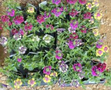 2 X 15 X 9CM NEMESIA LADY.