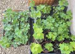 FRUIT VARIETY TO INCLUDE 6 BLACKCURRANT PLANTS, 6 REDCURRANT PLANTS, 4 GOOSEBERRY PLANTS,