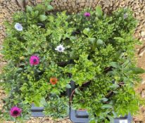 2 X 12 X 11CM OSTEOSPERMUM.
