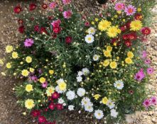 2 X 12 X 11CM ARGYRANTHEMUM.