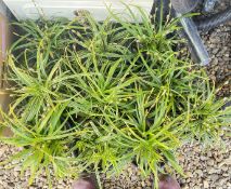 10 X CAREX GRASS.