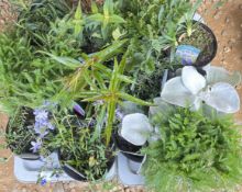 2 X 6 X 2 LITRE PERENNIAL.