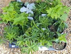 2 X 6 X 2 LITRE PERENNIAL.