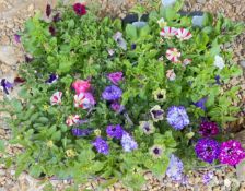 2 X 12 X 11CM PETUNIA (SURFINIA).