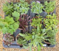 2 X 6 X 13CM PERENNIAL.