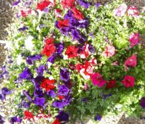 2 X 15 PETUNIA 9CM POT.