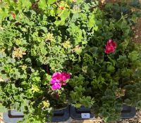 2 X 12 UPRIGHT GERANIUM 11CM POT.
