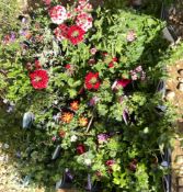 2 X 15 MIXED BASKET PLANTS 9CM POT.