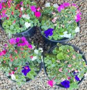 4 MEDIUM POTS CONTAINING ASSORTED FLOWERS / PLANTS.