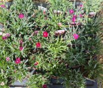 2 X 12 DIANTHUS 11CM POT.