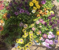 2 X 12 OSTEOSPERMUM 11CM POT.