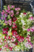4 X 12 ANTIRRHINUM PACK.
