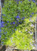 4 X 12 LOBELIA BLUE PACK.