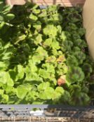 6 X 4 GERANIUM PACK.