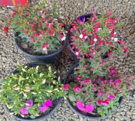 4 LARGE POTS CONTAINING ASSORTED FLOWERS / PLANTS.