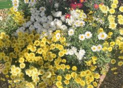 2 X 12 ARGYRANTHEMUM 11CM POT.