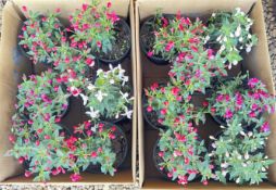 14 X 2 LT POTS CONTAINING ASSORTED FLOWERS / PLANTS.