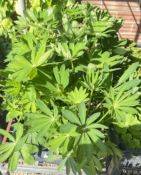 6 LUPIN GALLERY 2 LITRE POT.