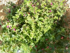 2 X 12 FUCHSIA UPRIGHT 11CM POT.