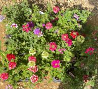 2 X 15 VERBENA 9CM POT.