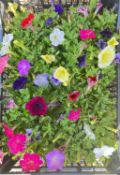 4 X 6 PETUNIA PACK.