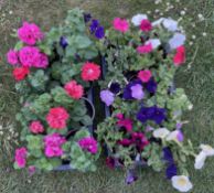 1 TRAY SINGLE PETUNIA MIXED IN 9CM POTS X 18 + 1 TRAY DOUBLE PETUNIAS IN 13CM POTS X 8.