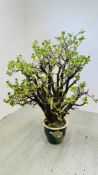 A LARGE AND IMPRESSIVE POTTED MONEY PLANT, HEIGHT 140CM.