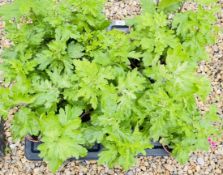 2 X 12 X 11CM CHRYSANTHEMUM CUTTINGS.