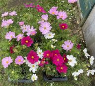 2 TRAYS X 8 IN INDIVIDUAL 13CM POTS COSMOS SONATA MIXED.