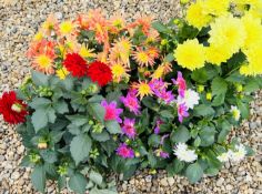6 X 2L DAHLIA LARGE.