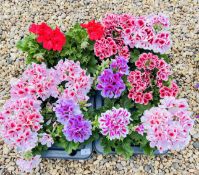 2 X 6 X 13CM REGAL PELARGONIUM.