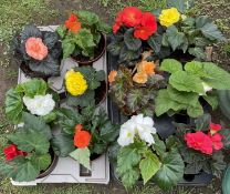 NON-STOP BEGONIAS - 2 TRAYS X 6 MIXED COLOURS IN 14CM POTS.