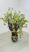 A LARGE AND IMPRESSIVE POTTED MONEY PLANT, HEIGHT 140CM.