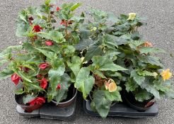 2 TRAYS X 8 TRAILING ILLUMINATION BEGONIAS IN 13CM POTS.