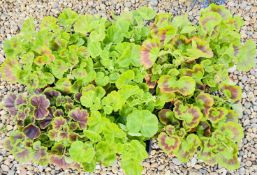 6 X 4 PACK GERANIUM.