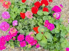 6 X 2L POT GERANIUM LARGE.