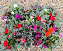 2 X 12 X 11CM NEW GUINEA IMPATIENS.