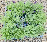 2 X 6 X 13CM LAVENDER.