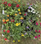 2 TRAYS MIXED BASKET PLANTS X 8 IN 13CM POTS TO INCLUDE BIDENS, VERBENA, BACOPA, CALIBACHOA ETC.