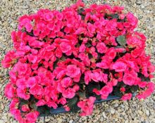 2 X 6 X 13CM BEGONIA ELATIOR.