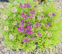 2 X 12 X 11CM CLEOME.